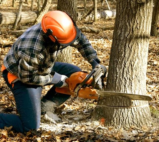 Tree Removal in Cygnet, OH